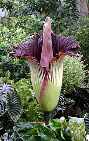 amorphophallusssssssssssssssssssssssssssssss.JPG
