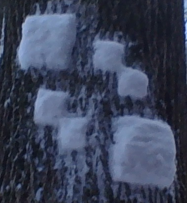 IMG_20201219_162630.jpg