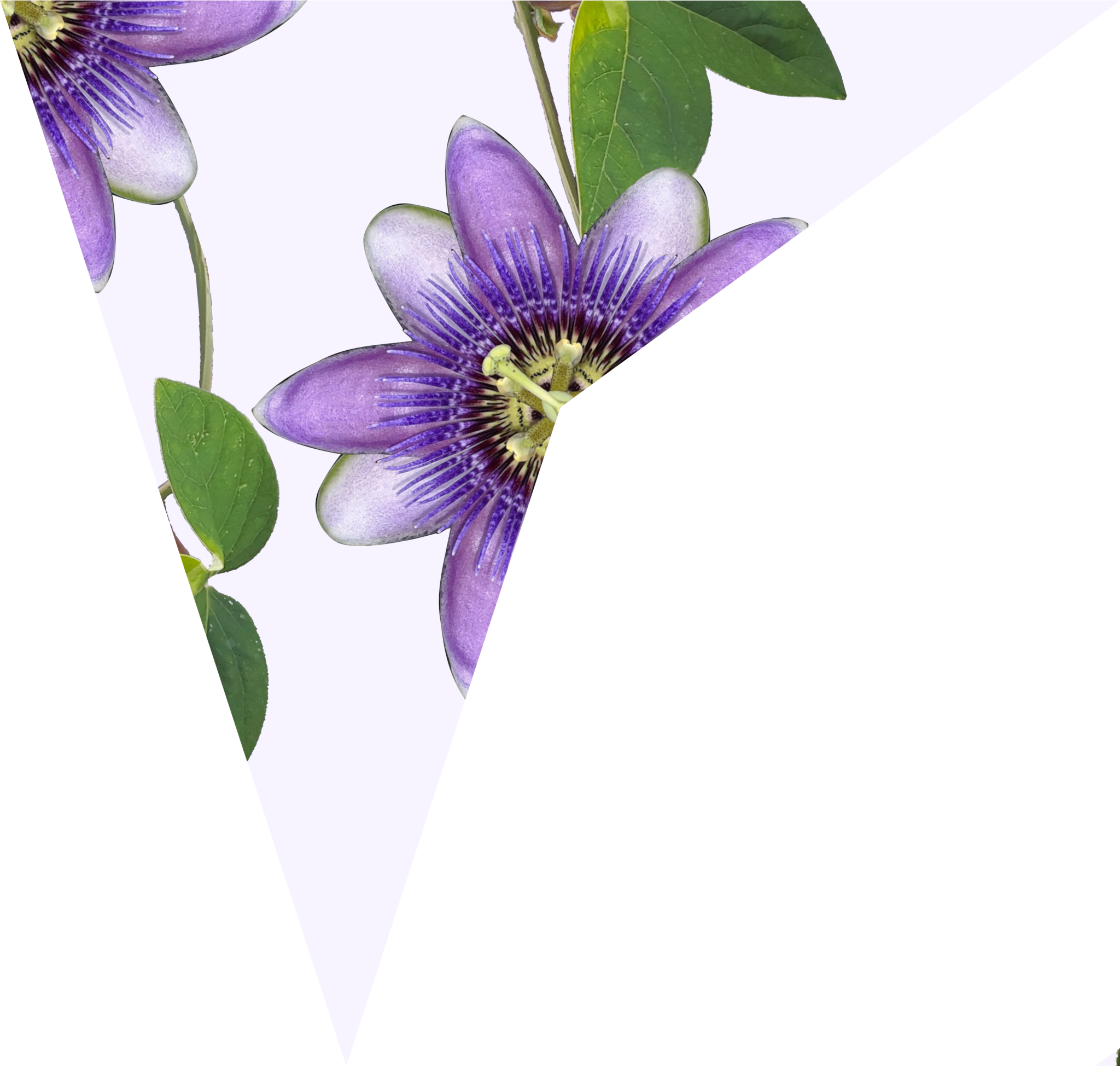 pfdart2.png