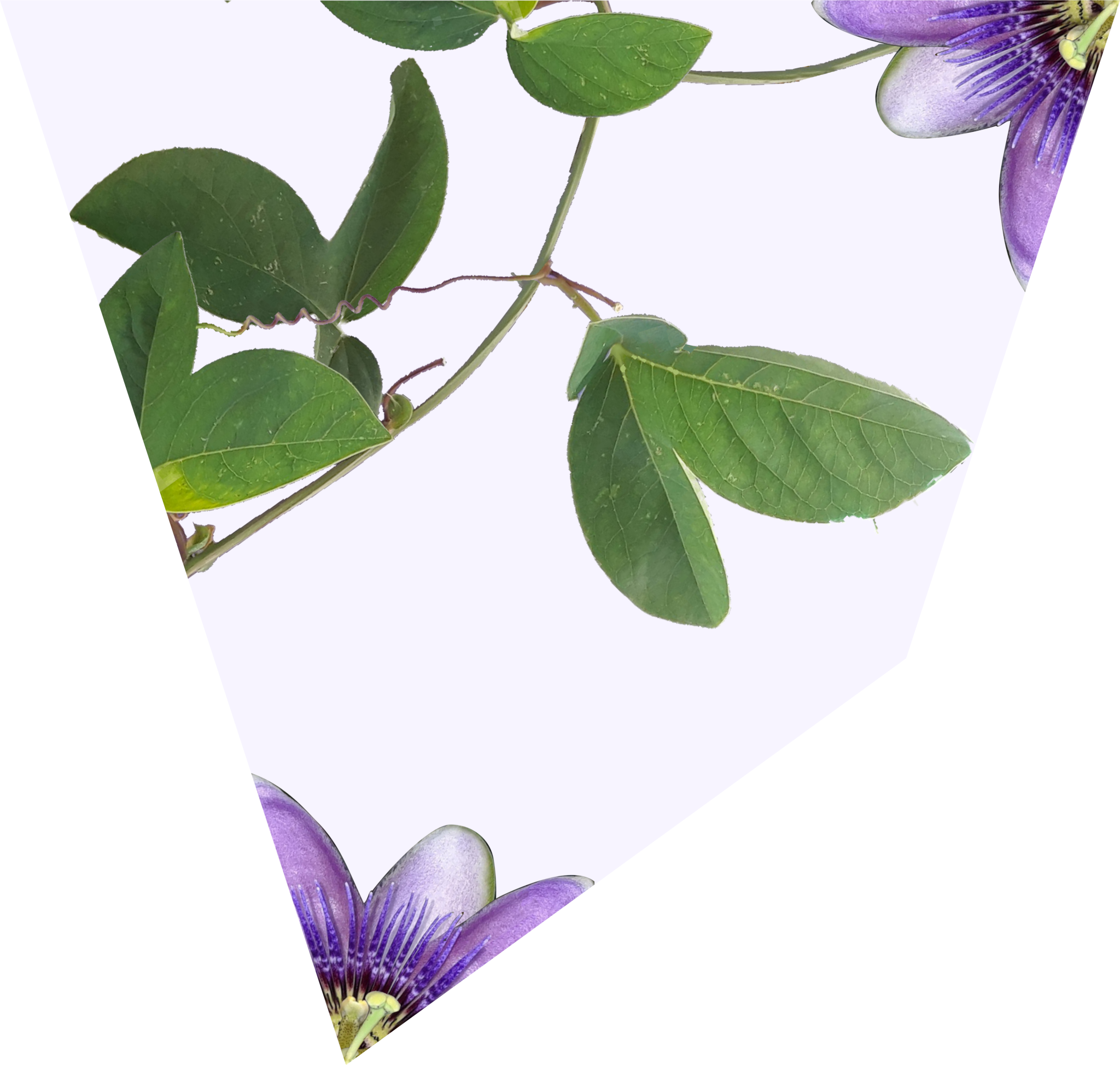 pfkite2.png