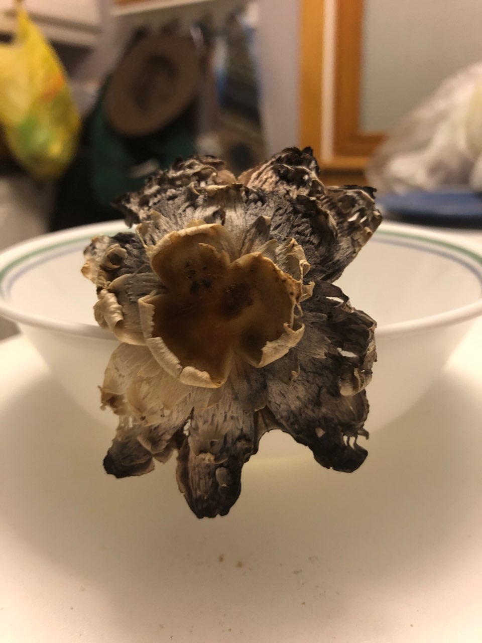 Shaggy inkcap as I found it